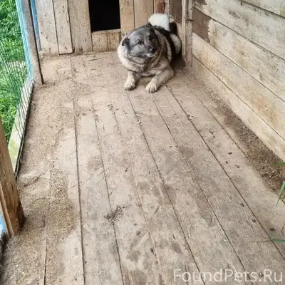 Найден пёс, не указано место