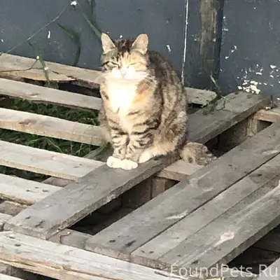 Найдена кошка