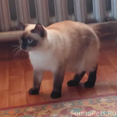 Найдена кошка, ул. Комарова