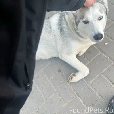 Пропала собака,