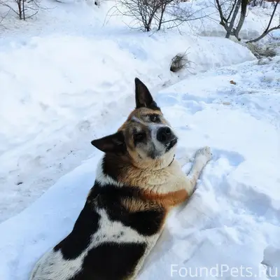 Пропала собака, Нижний Исетск