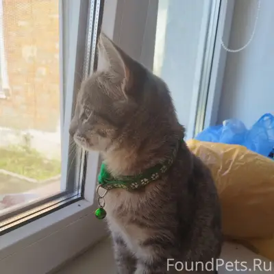 Пропала собака, район молочного магазина