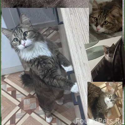 Пропал кот Кисель