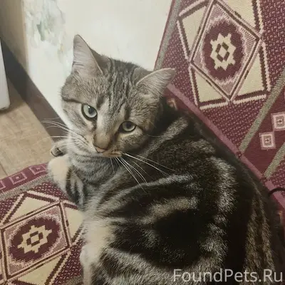 Пропала кошка Маруся, пос. Афипский