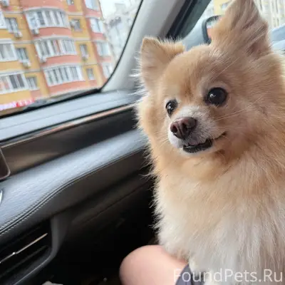Найден шпиц, девочка, ул. Победы, г. Тамбов