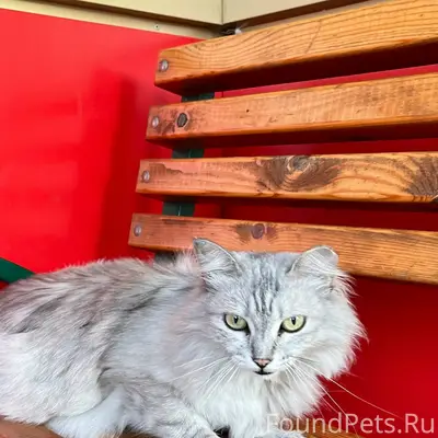 Найдена молодая кошка, у дома Тимирязева 16
