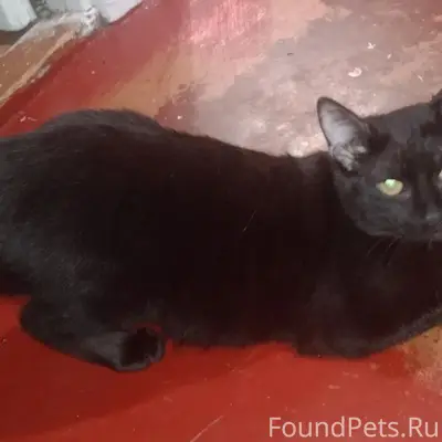 Пропал кот