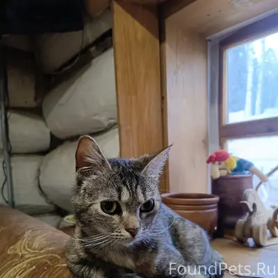 Пропала кошка, деревня Елизарово Псковского района