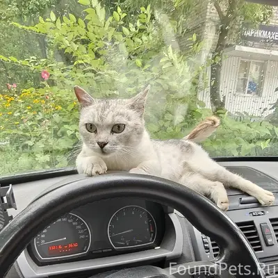 Найдена кошка, Скопин