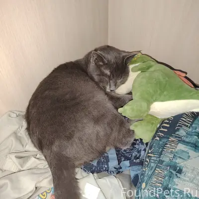 Пропал кот Вульф