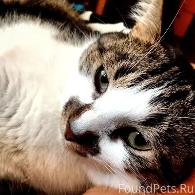 Пропал кот Космос, Кировский район