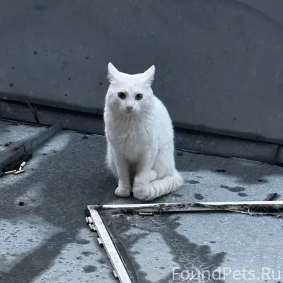 Пропал кот, район дк