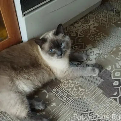 Пропала домашняя кошка, 4 мкр