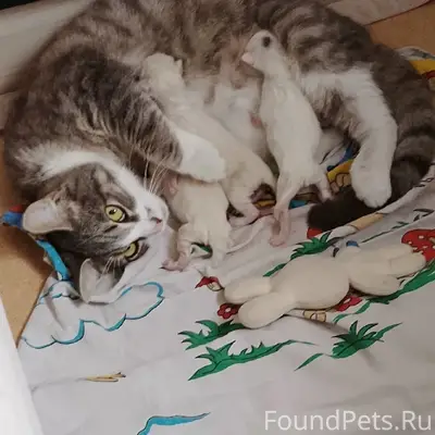 Пропала кошка Симба