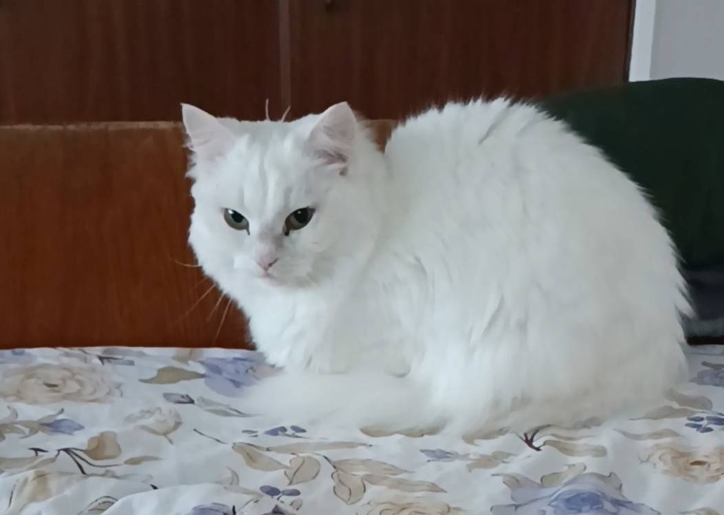 Пропала белая кошка, площадь Мира