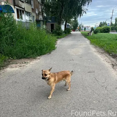 Найден мальчик-собака, ул. Комсомольская