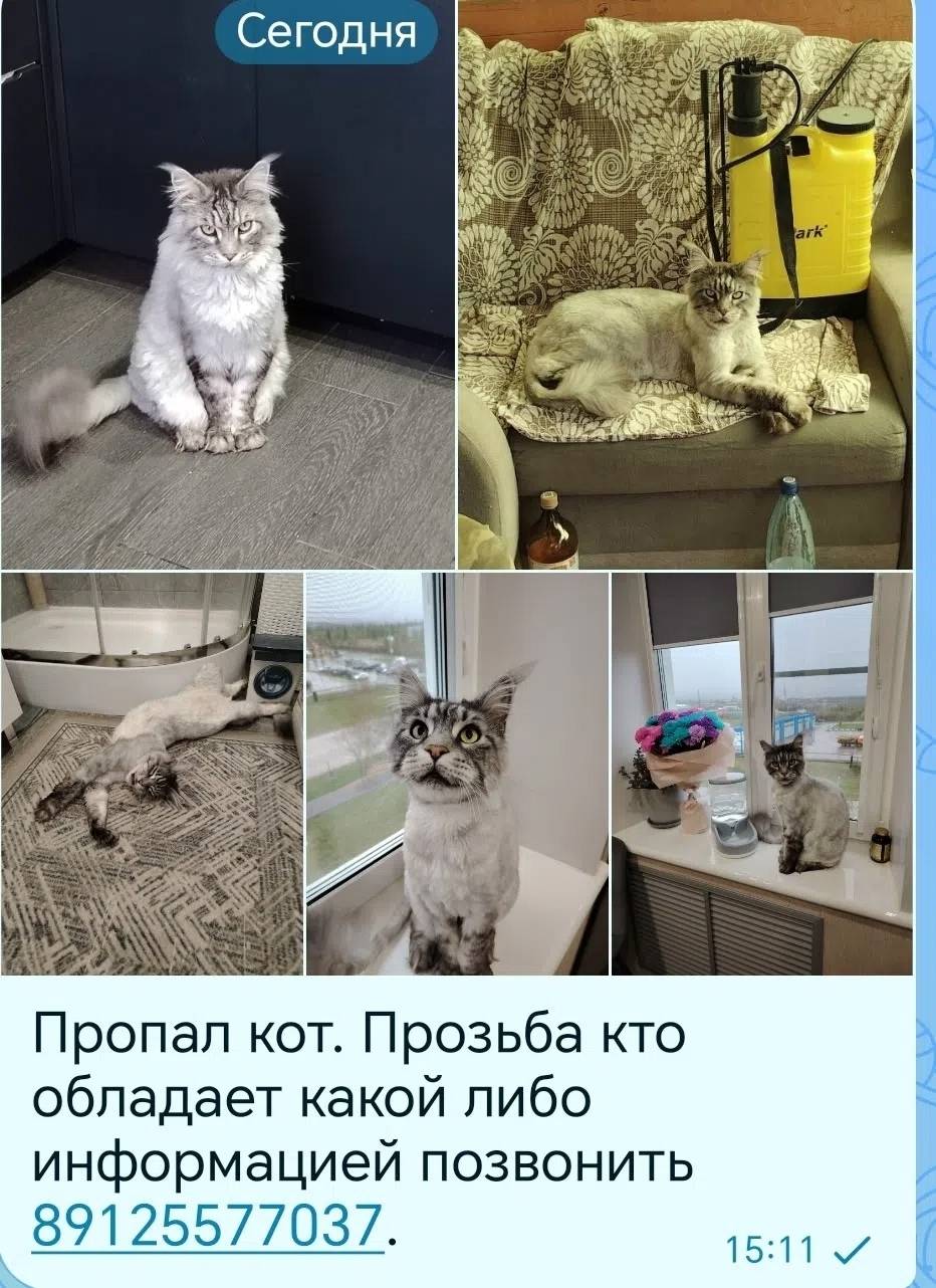 Пропал кот, пгт Парма