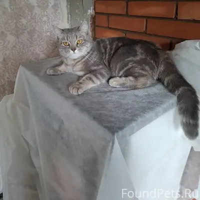 Пропал кот, Мегрега