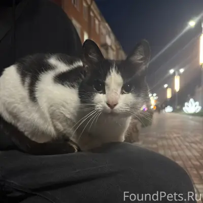 Найден кот, около Цума