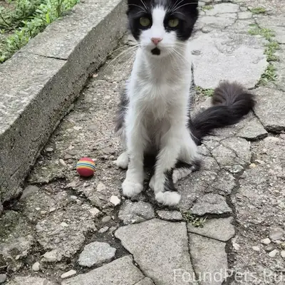 Пропал кот Марсик, Евпатория