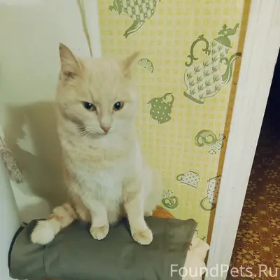 Пропала кошка Маня, ул. Метленкова 15А