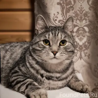 Пропал кот Амур
