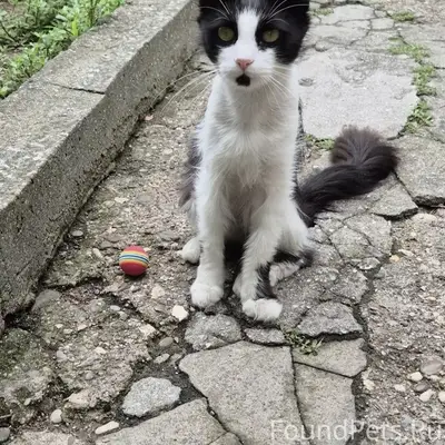 Пропал кот Марсик, Евпатория