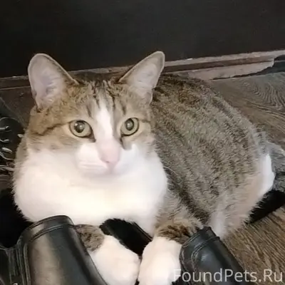 Пропал кот, район клиники Диамед