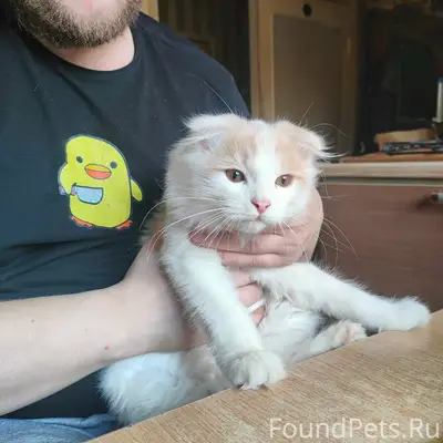 Пропал вислоухий кот, белый, пушистый
