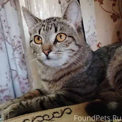 Пропала кошка Бася, район Пятёрочки