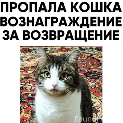 Пропала кошка Ася, Томилино