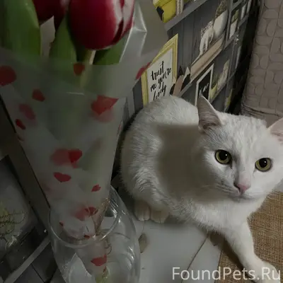 Пропал кот Снежок, район Юбилейной 6