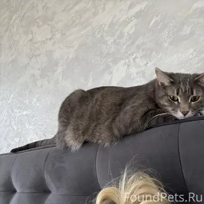 Пропал домашний кот Миша, ул. 3 Курская