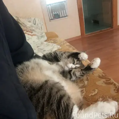 Пропал кот, озеро Передовое