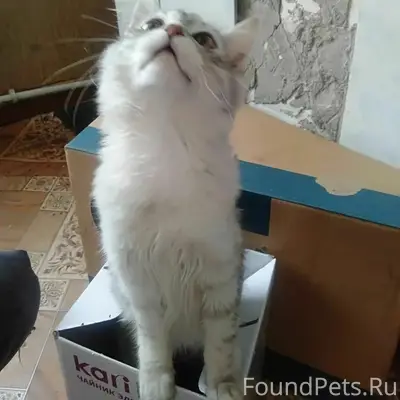 Пропал кот, химзавод