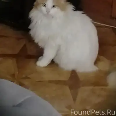 Пропала кошка