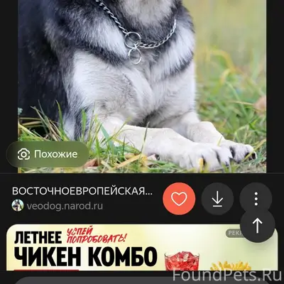 Пропала овчарка, серая, взрослая