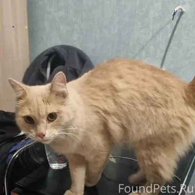 Найдена кошка, район Космонавтов 21