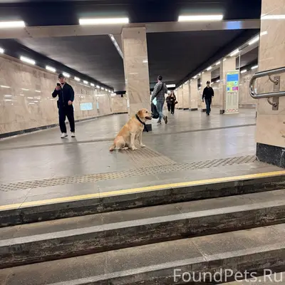Найден лабрадор, около метро ЮгоВосточная