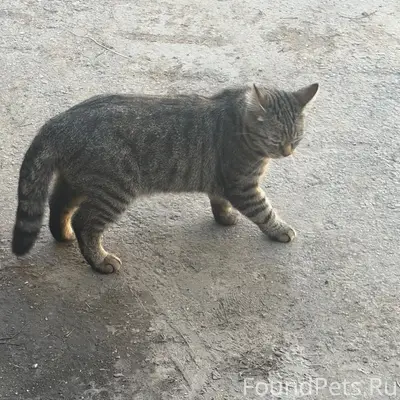 Найдена кошка, Первомайская