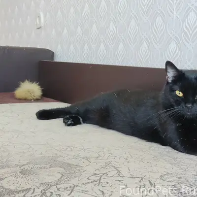 Найдена молодая кошка, пр. Мира