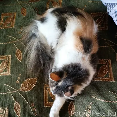Найдена кошка, Аврора