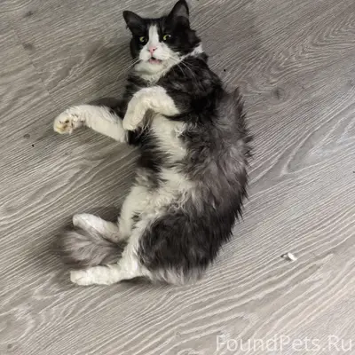 Найден кот, подъезд