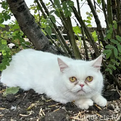 Найдена породистая кошка, Молодёжная 3