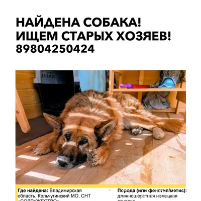 Найдена собака