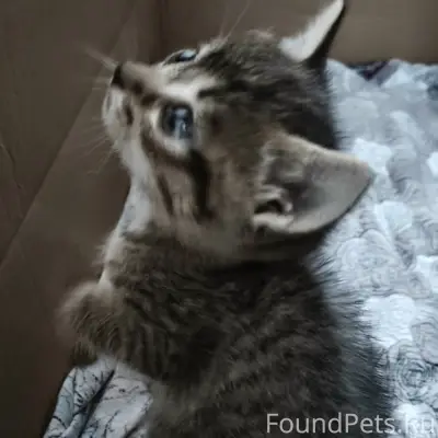 Найдены котята, подъезд