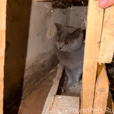 Найдена британская кошка, улица Чкалова