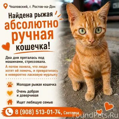 Найдена рыжая кошка Ириска, Чкаловский, Ростов-на-Дону