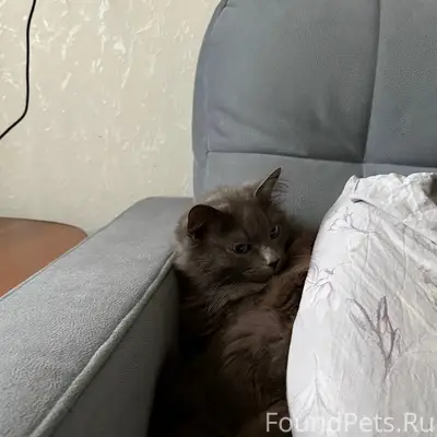 Пропал кот Дëма, ТЭЦ 3, Просторный