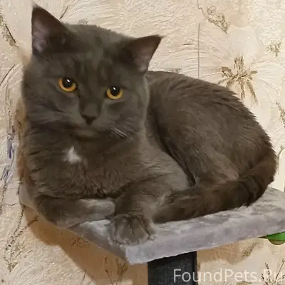 Пропал кот, 